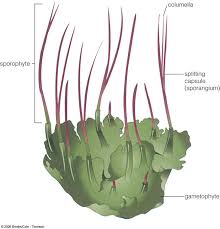Attēlu rezultāti vaicājumam “Bryum pallens sporophyte”