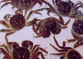 Image result for Eriocheir sinensis