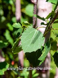 Attēlu rezultāti vaicājumam “Populus tremula”