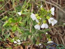 Attēlu rezultāti vaicājumam “Cardaminopsis arenosa bud”
