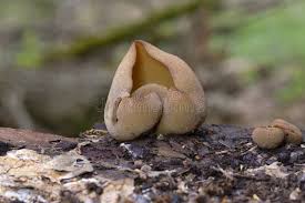 Attēlu rezultāti vaicājumam “Peziza vesiculosa”