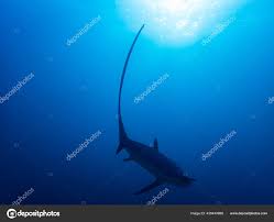 Image result for Alopias pelagicus