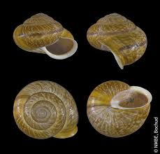 Attēlu rezultāti vaicājumam “Arianta arbustorum”