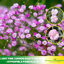 Attēlu rezultāti vaicājumam “Gypsophila paniculata”