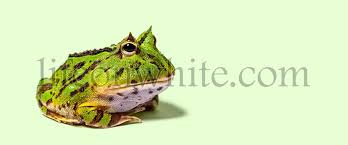 Image result for Ceratophrys ornata
