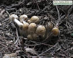 Attēlu rezultāti vaicājumam “Psathyrella sp.”