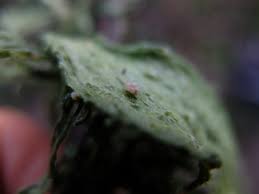 Attēlu rezultāti vaicājumam “Tremella ramalinae”