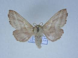 Attēlu rezultāti vaicājumam “Malacosoma neustria”