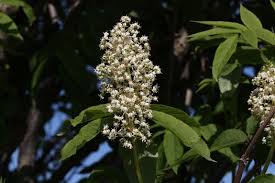 Attēlu rezultāti vaicājumam “Sambucus racemosa flower”