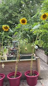 Image result for Teamsheep