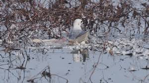 Image result for Rhodostethia rosea