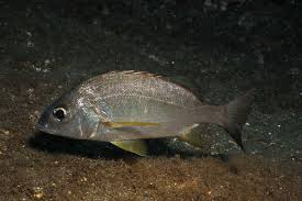 Image result for Pomadasys incisus