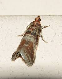 Attēlu rezultāti vaicājumam “Anacampsis blatariella”