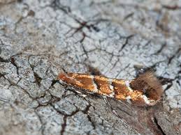 Attēlu rezultāti vaicājumam “Phyllonorycter sp.”