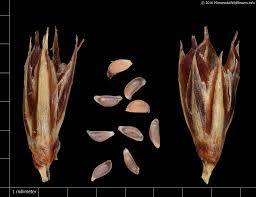 Attēlu rezultāti vaicājumam “Juncus balticus”