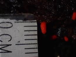 Attēlu rezultāti vaicājumam “Lycogala conicum young”