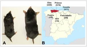 Attēlu rezultāti vaicājumam “Talpa europaea”
