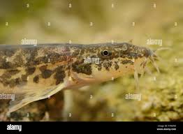 Attēlu rezultāti vaicājumam “Barbatula barbatula”