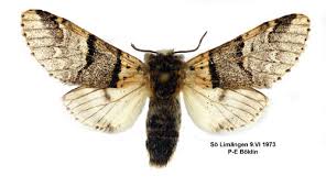 Attēlu rezultāti vaicājumam “Furcula bifida”