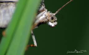 Attēlu rezultāti vaicājumam “Epirrhoe tristata imago”