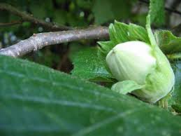 Attēlu rezultāti vaicājumam “Corylus avellana bud”
