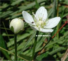 Attēlu rezultāti vaicājumam “Parnassia palustris fruit”