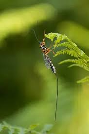 Attēlu rezultāti vaicājumam “Ichneumonidae imago”