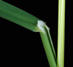 Attēlu rezultāti vaicājumam “Poa pratensis fruit”