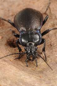 Attēlu rezultāti vaicājumam “Carabus nemoralis”