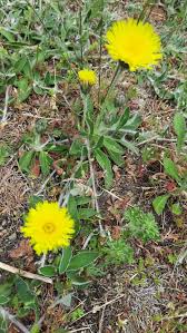 Attēlu rezultāti vaicājumam “Pilosella officinarum leaf”