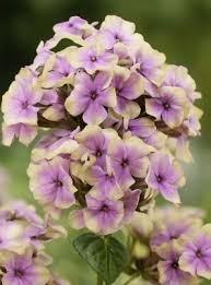 Image result for Phlox (großblumig)