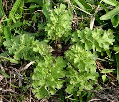 Attēlu rezultāti vaicājumam “Jacobaea vulgaris leaf”