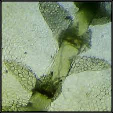 Attēlu rezultāti vaicājumam “Calypogeia fissa”