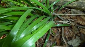Attēlu rezultāti vaicājumam “Hordelymus europaeus leaf”