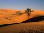 Lone Palm Sahara Desert picture, Lone Palm Sahara Desert photo ...