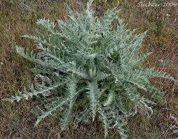 Attēlu rezultāti vaicājumam “Cirsium x rigens leaf”