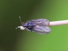 Attēlu rezultāti vaicājumam “Acalypta carinata”