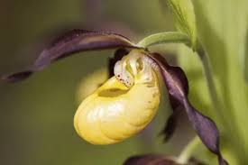 Attēlu rezultāti vaicājumam “Cypripedium calceolus”