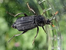 Attēlu rezultāti vaicājumam “Necrodes littoralis”