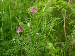 Attēlu rezultāti vaicājumam “Vicia hirsuta flower”