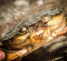 Image result for Carcinus maenas