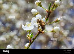 Attēlu rezultāti vaicājumam “Prunus cerasifera var. divaricata”