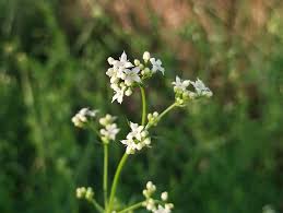 Attēlu rezultāti vaicājumam “Galium album flower”