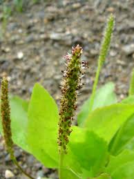 Attēlu rezultāti vaicājumam “Plantago major subsp. intermedia leaf”