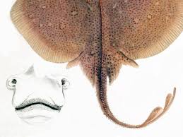 Image result for Raja asterias