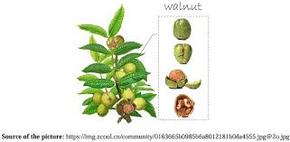 Attēlu rezultāti vaicājumam “Juglans x sinensis”