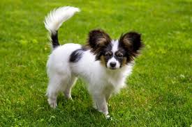 Image result for papillon