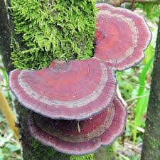 Attēlu rezultāti vaicājumam “Daedaleopsis confragosa”