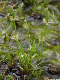 Attēlu rezultāti vaicājumam “Myosurus minimus flower”