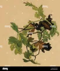 Attēlu rezultāti vaicājumam “Peucedanum oreoselinum leaf”